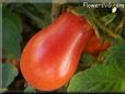 red roma tomato