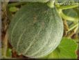 medium large cantaloupe melon