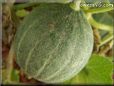 medium large cantaloupe melon
