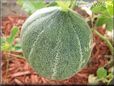 medium large cantaloupe melon