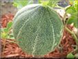 medium large cantaloupe melon