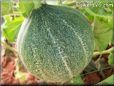 medium large cantaloupe melon