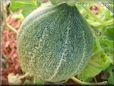 medium large cantaloupe melon