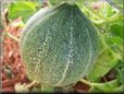 medium large cantaloupe melon