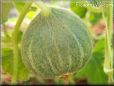medium cantaloupe melon