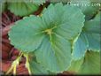 strawberry leaf