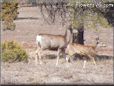 wild deer