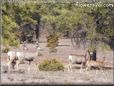 wild deer