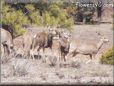 wild deer