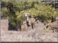 wild deer