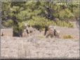 wild deer