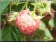 red white raspberry