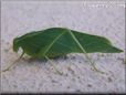 leaf insect