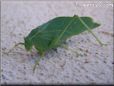 leaf insect