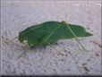 leaf insect