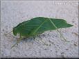 leaf insect