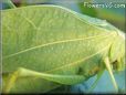 leaf insect