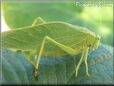 leaf insect