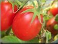 red roma tomato