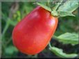 red roma tomato