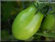 green tomato