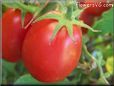 red roma tomato