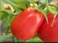 red roma tomato