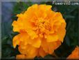 orange marigold flower