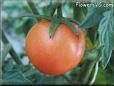 orange tomato