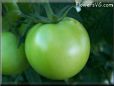 green tomato