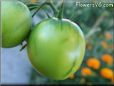 green tomato