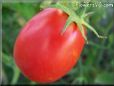 red roma tomato