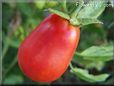 red roma tomato