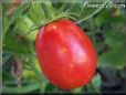 red roma tomato