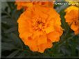 orange marigold flower