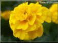 yellow marigold flower