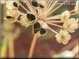 chives seeds