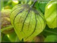 tomatillo