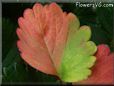 red green strawberry leaf