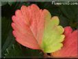 red green strawberry leaf