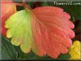 red green strawberry leaf