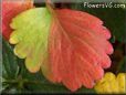 red green strawberry leaf