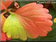 red green strawberry leaf pictures