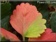 red green strawberry leaf