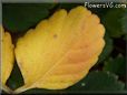 yellow strawberry leaf