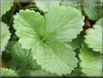 strawberry leaf