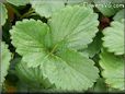 strawberry leaf