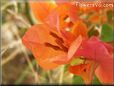 orange bougainvillea flower