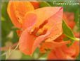 orange bougainvillea flower