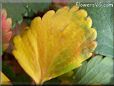 green yellow strawberry leaf